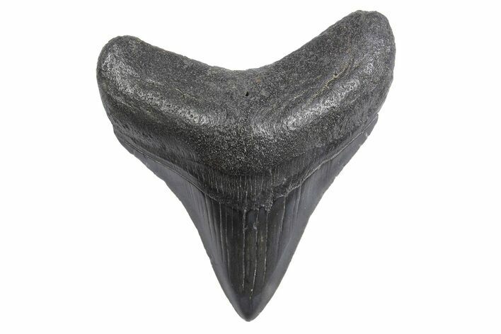 Posterior Fossil Megalodon Tooth - South Carolina #299639